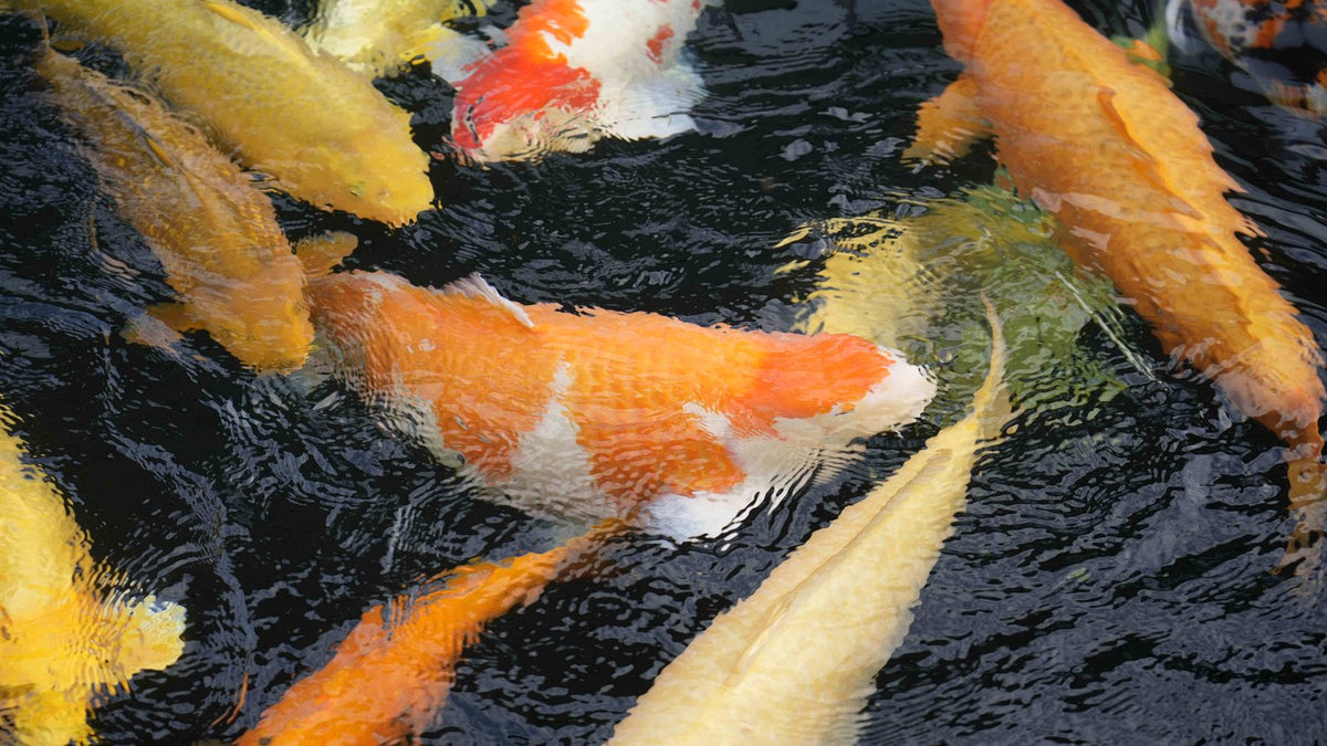 Koi an der Wasseroberfläche bei der Fütterung